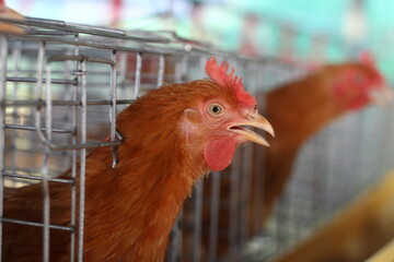 Chicken eggs and chickens eating food in farm.