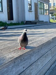 Pigeon on a wooden deck looking at the camera