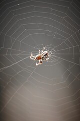 Spider Araneus diadematus on a spider web in meadow
