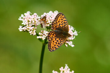 Mädesüß-Perlmuttfalter oder Violetter Silberfalter (Brenthis ino)