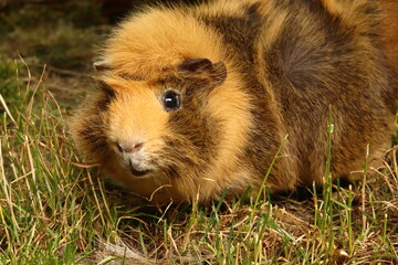 Cavia porcellus, rusty guinea pig in grass chewing grass