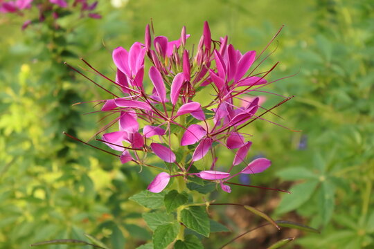 Cleome hassleriana, summer plant flowers pink