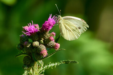 Kleiner Kohlweißling (Pieris rapae)	
