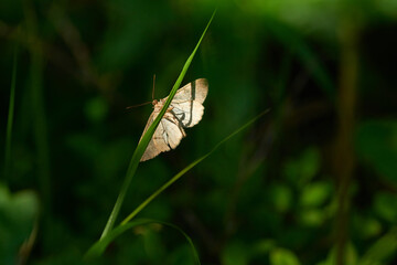  Wellenlinien-Rindenspanner (Alcis repandata) oder Braunmarmorierter Baumspanner 