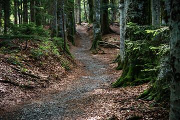 Through the forest - Durch den Wald