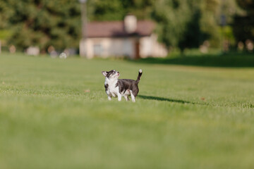 Obraz na płótnie Canvas Cute chihuahua dog on green grass