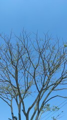 Photo of a tree with fallen leaves in the Cikancung area, isolated on a bright blue sky background - Indonesia.