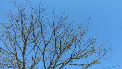Photo of a tree with fallen leaves in the Cikancung area, isolated on a bright blue sky background - Indonesia.