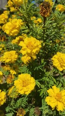 Photo of a bunch of yellow Gaillardia flowers, in the garden of the city square in the Cikancung area - Indonesia.