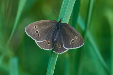 Brauner Waldvogel (Aphantopus hyperantus)