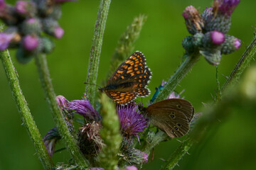 Wachtelweizen-Scheckenfalter (Melitaea athalia) und Brauner Waldvogel (Aphantopus hyperantus)