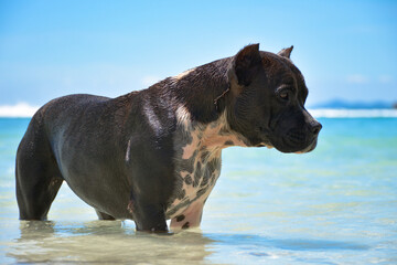 black pit bull in the water, a pit bull on the beach of a tropical island swims in the water