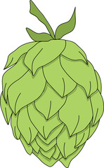 Hops vector, ideal for beer, stout, ale, lager, bitter labels packaging. Hop is a herb plant which is used in the brewery of beer. Organic natural malt ingredient for craft beer alcohol drink 