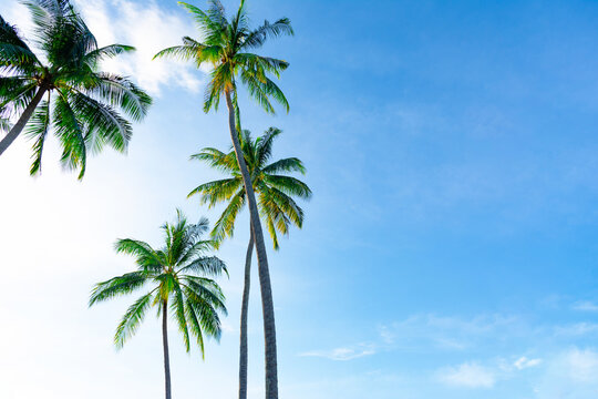 tall palm trees against the blue sky and sunlight