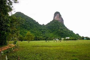  High mountains in Phatthalung and herds of cows in the vast grasslands