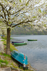 Blühender Kirschbaum und Ruderboote auf dem Edersee, Hessen, Deutschland, Europa