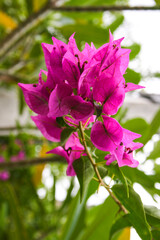 Pink bougainvillea blooms with beautiful petals in a Thai garden