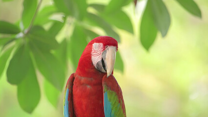 photo of the red and blue macaw (Ara ararauna)