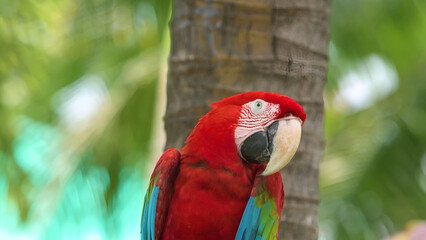 Red parrots macaw in forest. It is a very beautiful parrots
