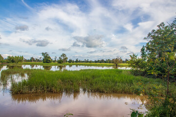 a beautiful landscape with rice fields and trees somewhere in Isaan in the east of Thailand Asia 