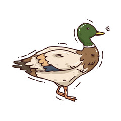 duck color