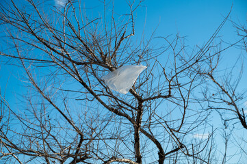 Plastic bag on a tree - nature pollution.