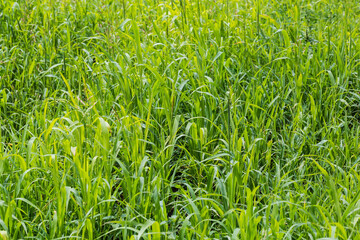 Fototapeta premium Glade covered with high grass at summer sunny day