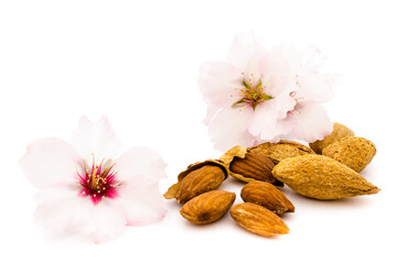 Almond flowers with nuts and nutshells on white background
