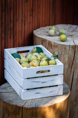 Greengage in wooden crate. Harvest green plum fruits. 