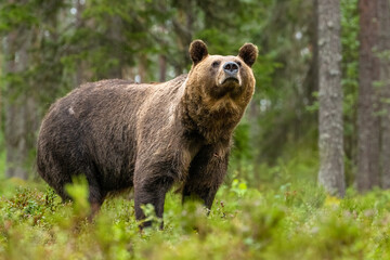 Big male brown bear in the forest scenery at summer evening