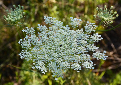Inflorescence of a herbaceous plant of wild carrot (Daucus carota)