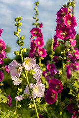 red mallow flower against the blue sky in summer