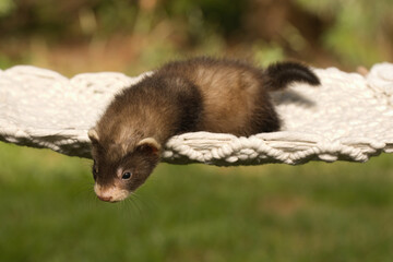 Ferret baby posing for portrait in handmade hammock outdoor