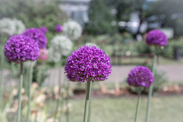 allium. decorative bow. beautiful lilac flowers in the form of balls. beautiful floral background. wallpaper. close-up
