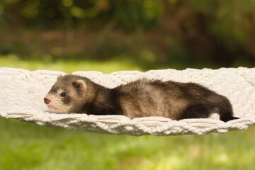 Ferret baby posing for portrait in handmade hammock outdoor