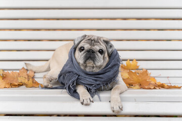 portrait of a pug on a bench