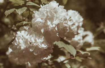 floral wallpaper. background with flowers macro photography, close-up of plants. delicate white buds. white hydrangea, muted tones