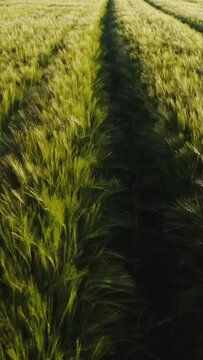 Top view of dense green grass with traces of a passed car