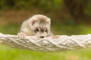 Ferret baby posing for portrait in handmade hammock outdoor