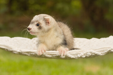 Ferret baby posing for portrait in handmade hammock outdoor