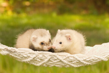 Ferret baby posing for portrait in handmade hammock outdoor