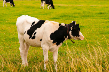 Young bull in the pasture. Black and white cow on green grass..Сows in a field