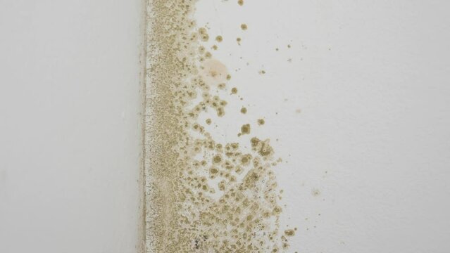 A moving shot from the bottom up showing fungus issues in a room