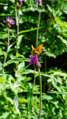 Scenery close up of wild summer fly on top of purple flower in Norway summer forrest seasonal during warm sunlight time     