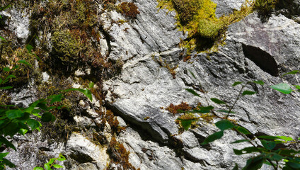 Close up image of rocks cover with green old moss 
