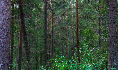 Outdoor deep in the dark of the moody Norway forrest with green nature fill with tall trees in the background