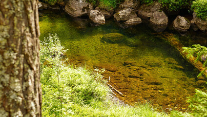 Small clear water pond hidden in deep forrest nature of Norway surrounding with moss and trees