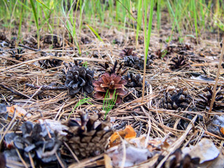 Pine cones and green grass