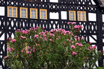 blühender oleander vor fachwerkhaus