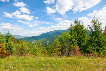 Fototapeta na wymiar forest on the grassy hill. beautiful landscape of carpathian mountains in summer. countryside vacation season concept. sunny weather with fluffy clouds on the sky